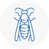 Burghfield Wasp Nest Removal